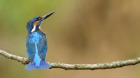 IJsvogel